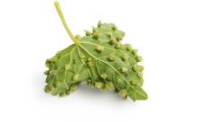Acarianul sau păianjenul galicol Acarianul sau păianjenul galicol